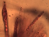 Nemania maritima image