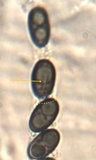 Nemania maritima image