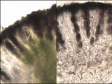 Rinodina oleae image
