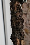 Melanohalea exasperata image