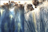Rinodina oleae image