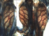 Rinodina oleae image