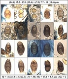 Rinodina oleae image