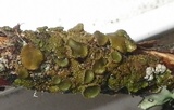 Melanohalea exasperata image