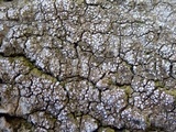 Thelopsis isiaca image