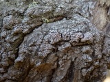 Thelopsis isiaca image