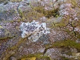 Thelopsis isiaca image