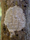 Dirina ceratoniae image