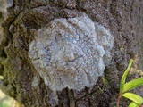 Dirina ceratoniae image