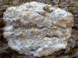 Dirina ceratoniae image