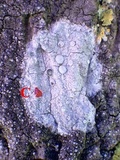 Dirina ceratoniae image