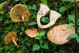 Boletinellus monticola image