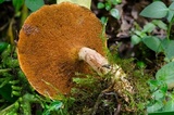 Boletinellus monticola image
