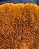Boletinellus monticola image