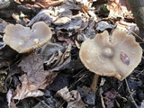 Entoloma vernum image