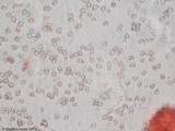 Entoloma vernum image