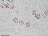 Entoloma vernum image