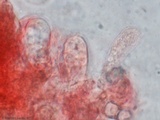 Entoloma vernum image
