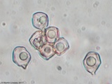 Entoloma vernum image