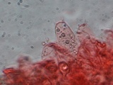 Entoloma vernum image