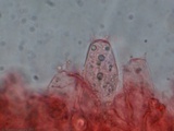Entoloma vernum image