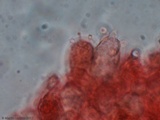 Entoloma vernum image