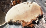 Hexagonia hydnoides image