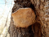 Perenniporia fraxinophila image
