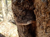 Perenniporia fraxinophila image