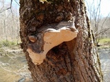 Perenniporia fraxinophila image