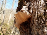 Perenniporia fraxinophila image