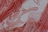 Mycena leptocephala image