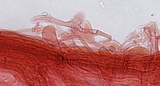 Mycena leptocephala image