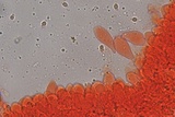 Mycena leptocephala image