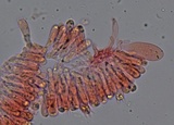 Mycena leptocephala image