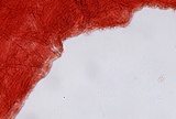 Mycena leptocephala image