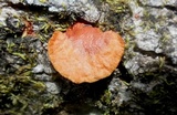 Pycnoporus sanguineus image