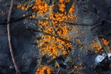 Thelebolus terrestris image