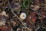 Clitocybe pruinosa image