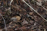 Clitocybe pruinosa image