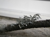 Pseudevernia furfuracea var. furfuracea image