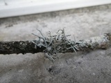 Pseudevernia furfuracea var. furfuracea image