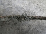 Pseudevernia furfuracea var. furfuracea image