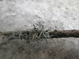 Pseudevernia furfuracea var. furfuracea image