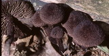 Inocybe tahquamenonensis image