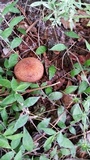 Pholiota granulosa image
