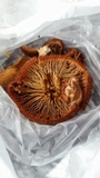 Pholiota granulosa image