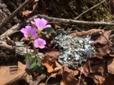 Parmotrema reticulatum image