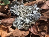Parmotrema reticulatum image