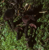 Inocybe tahquamenonensis image